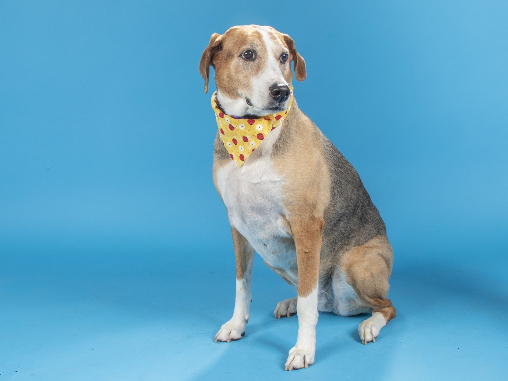 Pet of the week: Lady